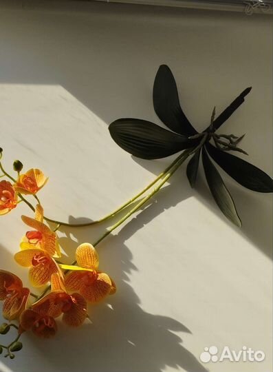 Орхидея(латекс), кротон,толстянка