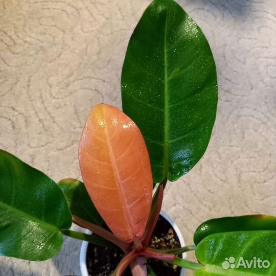 Филодендрон Принц Оранж
