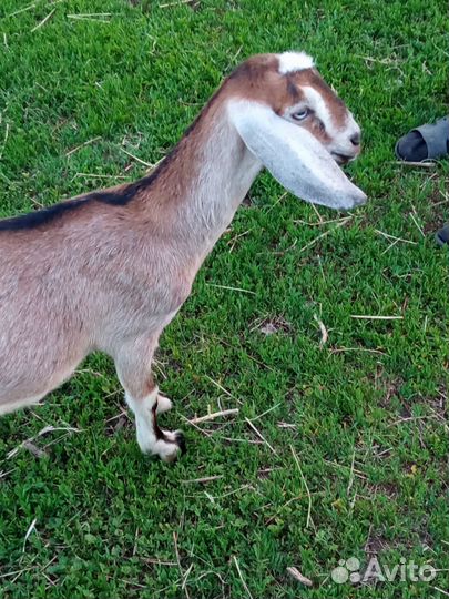 Коза дойная, козочки