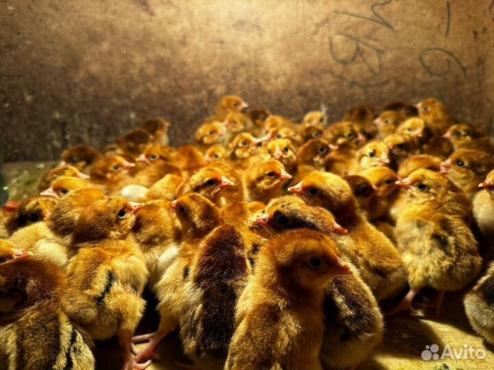 Цыплята кучинские юбилейные