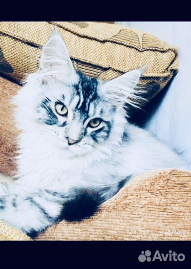 Мейн-кун котята и вязка полидакты