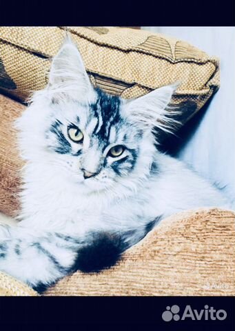 Мейн-кун котята и вязка полидакты