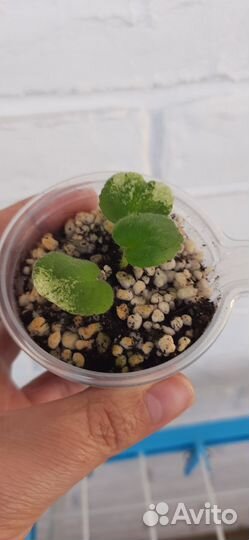 Фиалка buckeye seductress