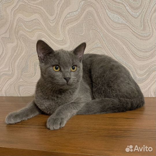 Котёнок мальчик