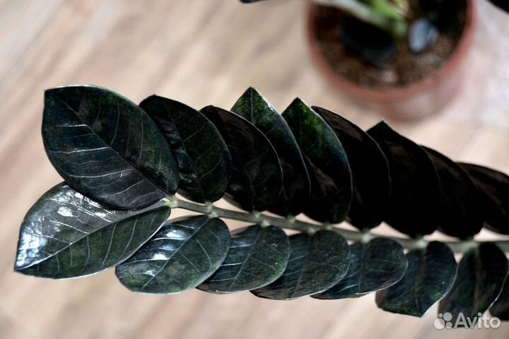 Замиокулькас черный сорт Равен