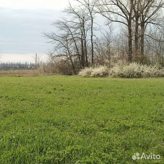Сено солома в тюках