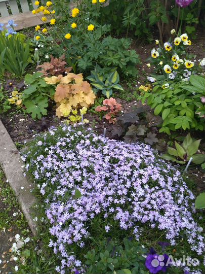 Многолетники для сада