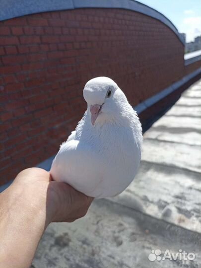 Голуби красавица