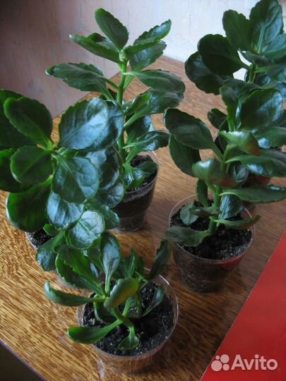 Каланхоэ укорененные оранжевый