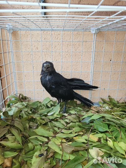 Грач (врановые)