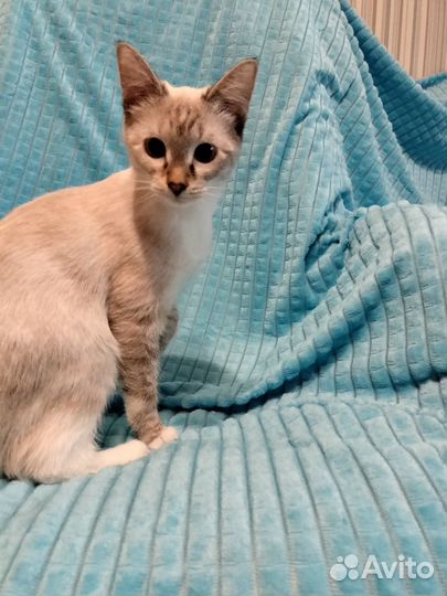 Голубоглазая тайская кошка из приюта