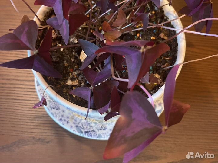 Ростки Кислицы треугольной,клевер счастья