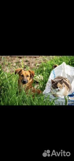 Собаки бесплатно маленькие