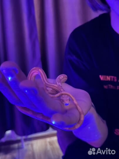 Моисовый полоз