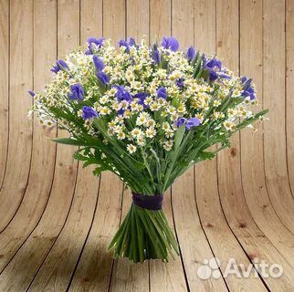 Матрикария