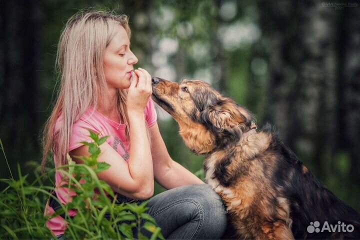 Собака в добрые руки