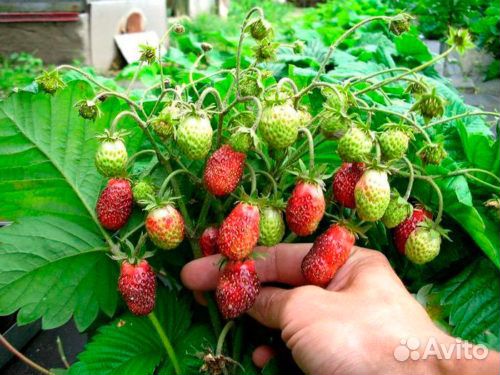 Земклуника мускатная