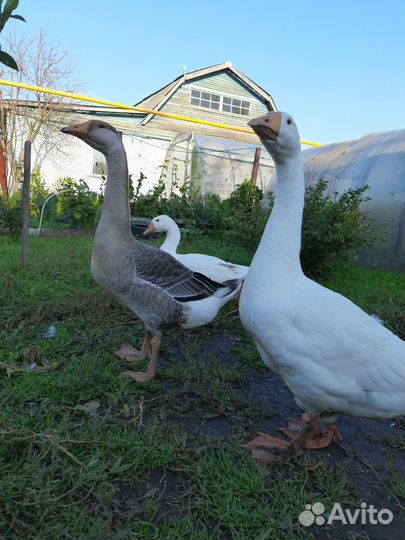 Гуси Линда и Холмогор