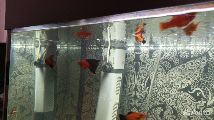 Меченосец берлин флаговый