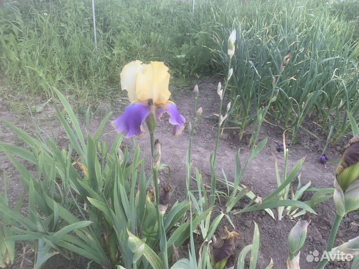 Ирисы бородатые сортовые