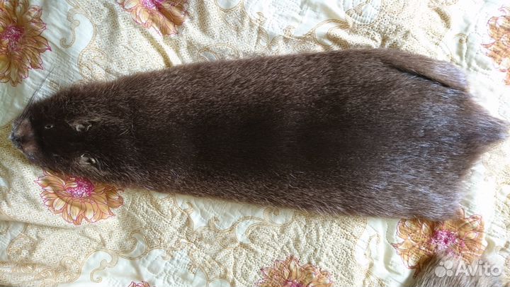 Шкурки нутрии