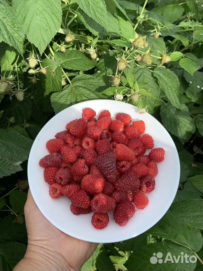 Малина ремонтантная, летняя Саженцы кусты