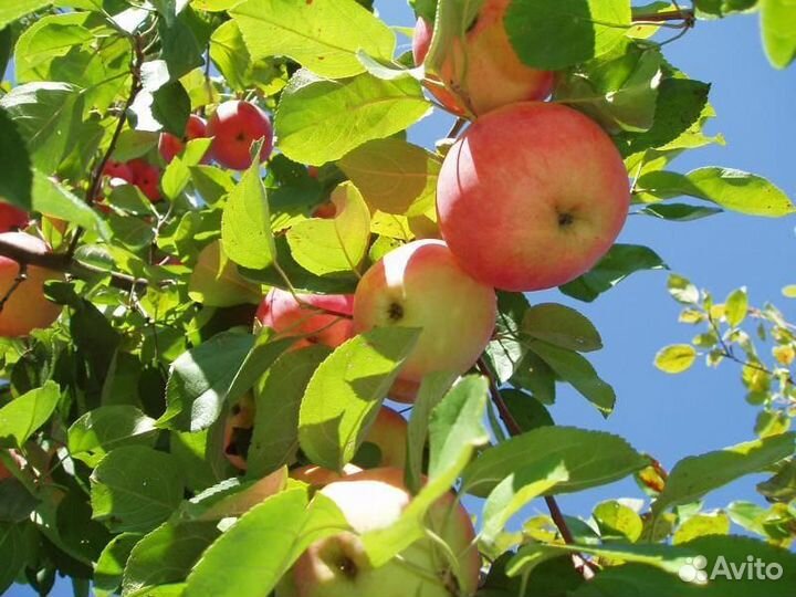 Яблони в ассортименте