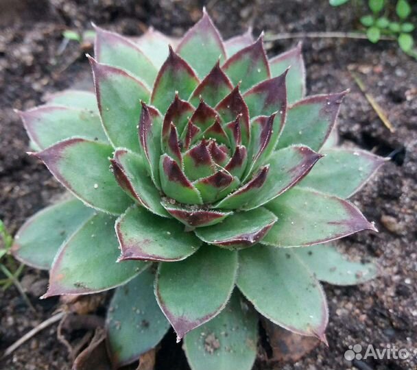 Молодило(каменная роза)