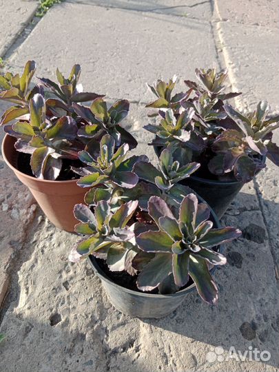 Очиток видный (многолетник)