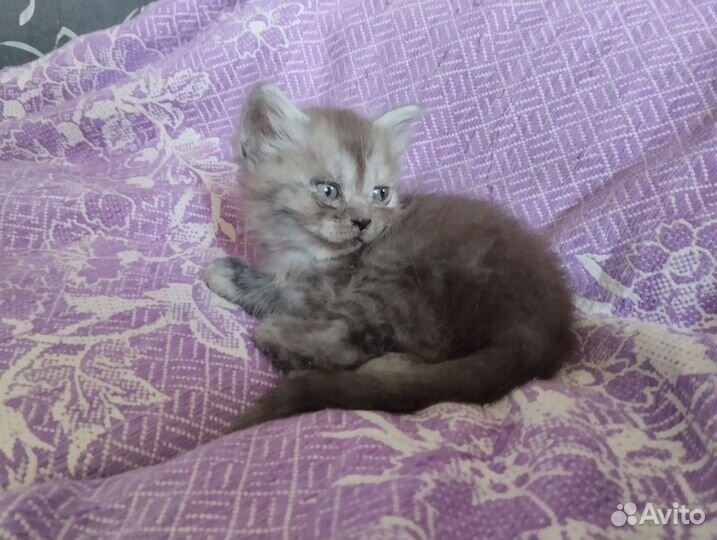 Малыши ищут дом