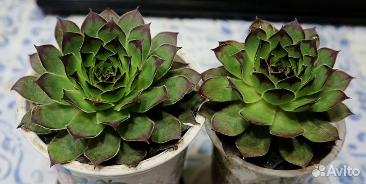 Молодило - каменная роза, суккулент