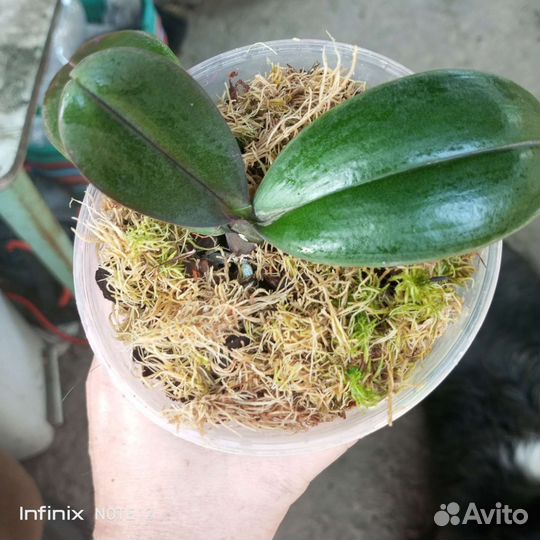 Орхидея фаленопсис бабочка