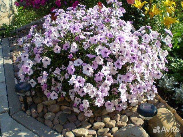 Петуния тайдал Вэйв