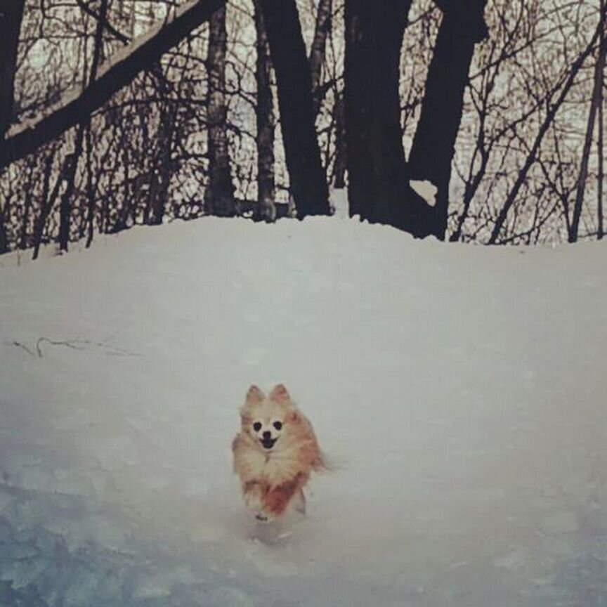 Собака бесплатно в добрые руки