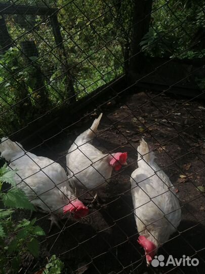 Куры несушки продам