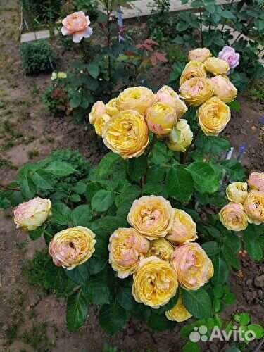 Саженцы Спрей Розы Каталина