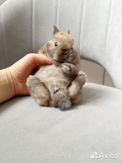 Карликовый кролик минор