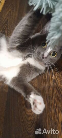 Кошка в хорошие руки