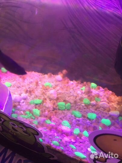 Улитки ампулярии