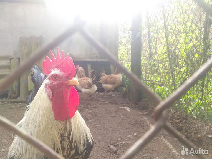 Загорская лосос. инкуб.яйцо