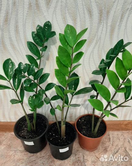 Растения для интерьера