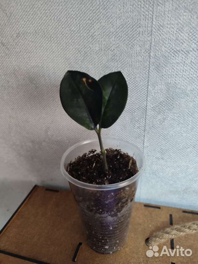 Замиокулькас черный Блек равен