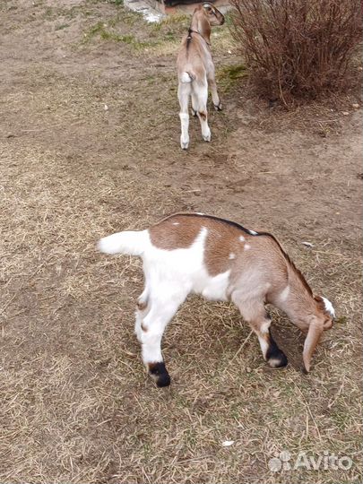 Англо нубийские козлята