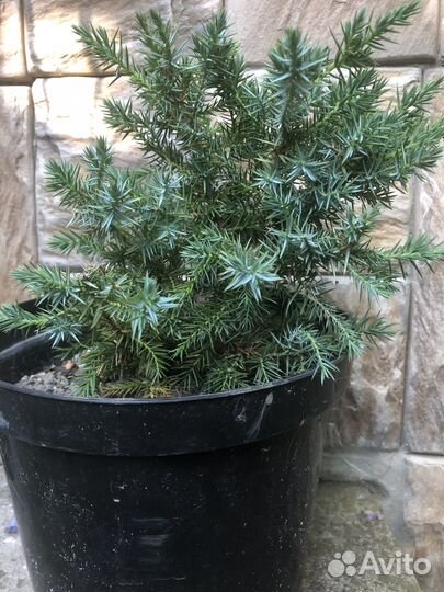 Можжевельник голубой