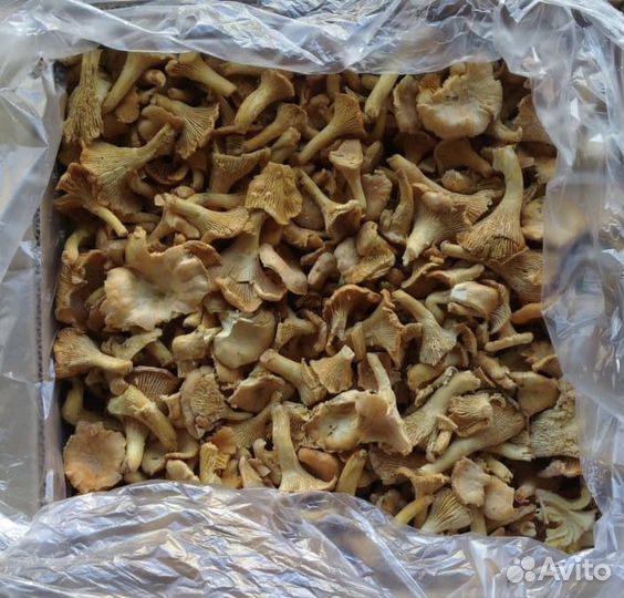 Свежие (новый сезон) и сушеные лисички с доставкой