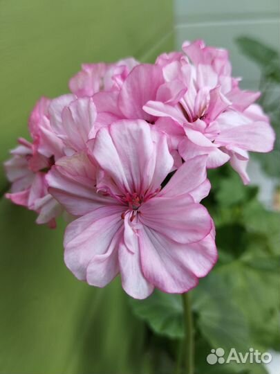 Пеларгонии