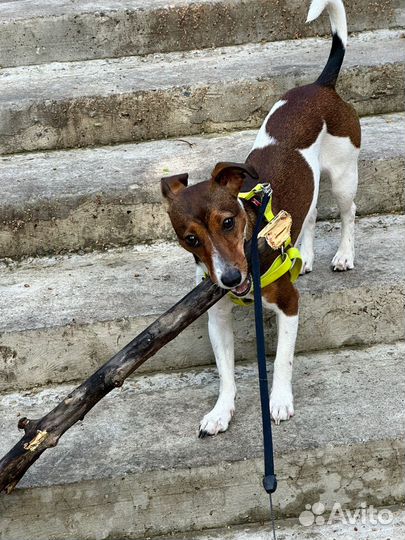 Домашняя передержка мелких животных. Чистка зубов