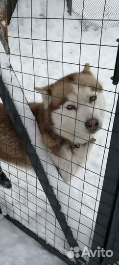 Хаски в добрые руки