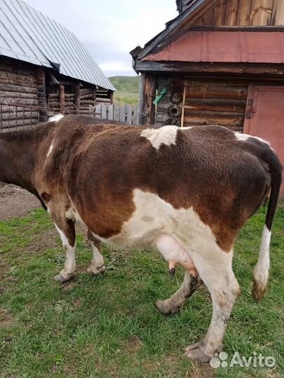 Корова дойная