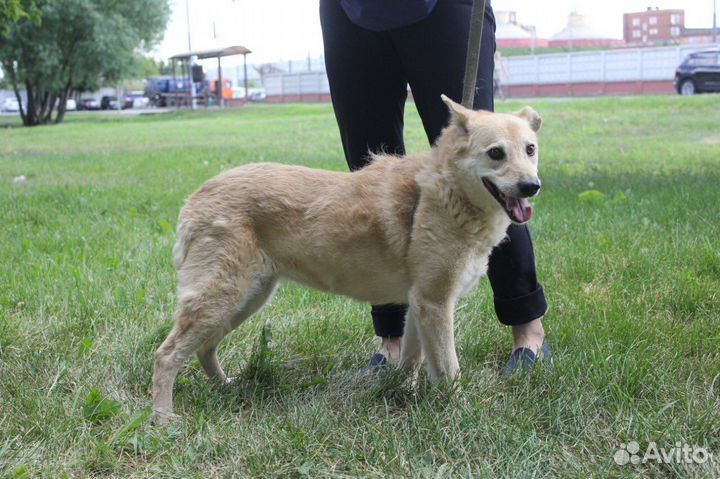 Собака в добрые руки